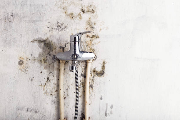 Best Fast Mold Removal  in , ME