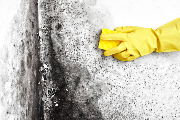 Best Commercial Mold Removal  in , ME