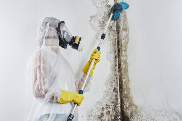 Best Mold Removal Process  in , ME