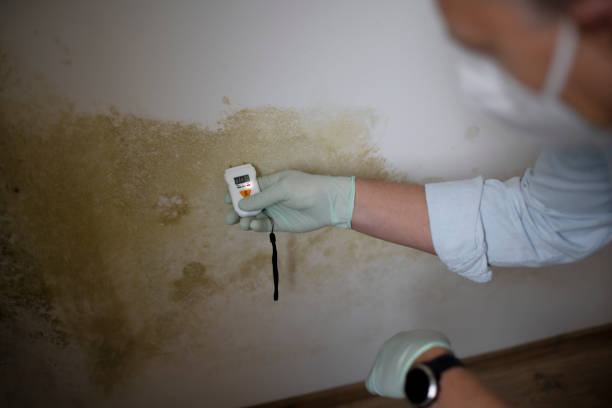 Best Office Mold Removal Services  in , ME