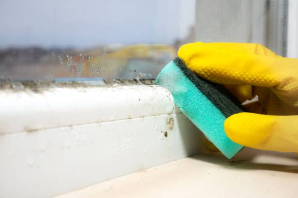 Best Certified Mold Removal  in , ME
