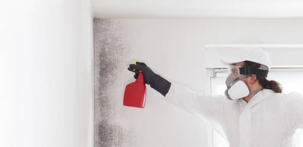 Best Mold Removal and Inspection  in , ME