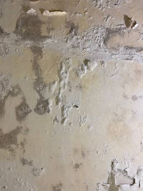 Best Mold Testing  in , ME