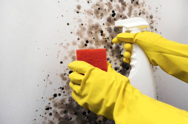 Best Mold Cleaning Services  in , ME