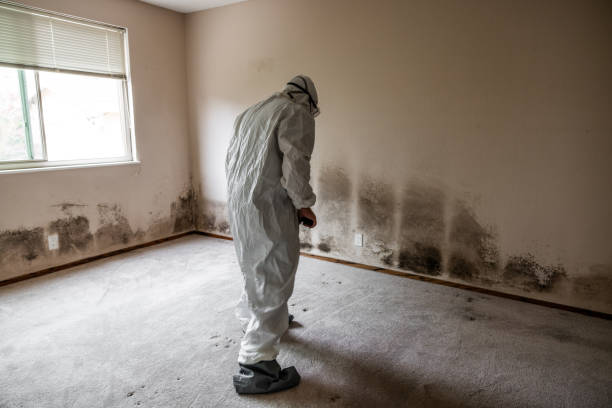 Best Mold Testing  in , ME